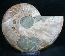 Split Ammonite Fossil (Half) - Crystal Chambers #7970-1